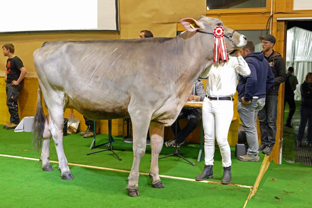 Die Champion Brown Swiss der Rinder-Night-Show: Jura von Franz Durrer, Kerns, vorgeführt von Janice Durrer. (Bilder Beat Christen)