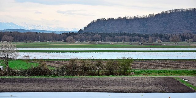 «Es gibt definitiv grössere Verzögerungen beim Pflanzen der Frühkartoffeln». Das sagt VSKP-Chef Niklaus Ramseyer. Diese Woche konnten aber sicherlich einige das Pflanzgut setzen.