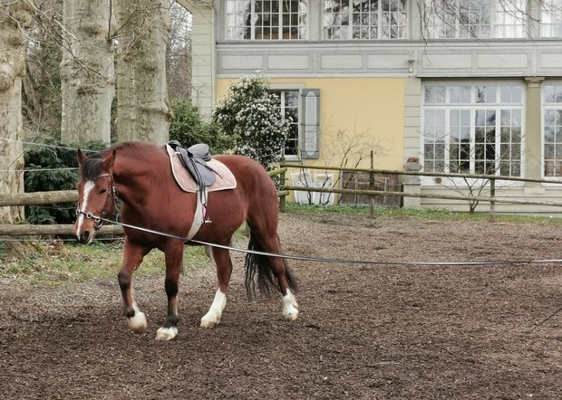 Die Vorbereitung der jungen Pferde auf die Feldtestprüfungen sind am Laufen. Wie diese stattfinden, ist noch nicht klar. (Bild sb)