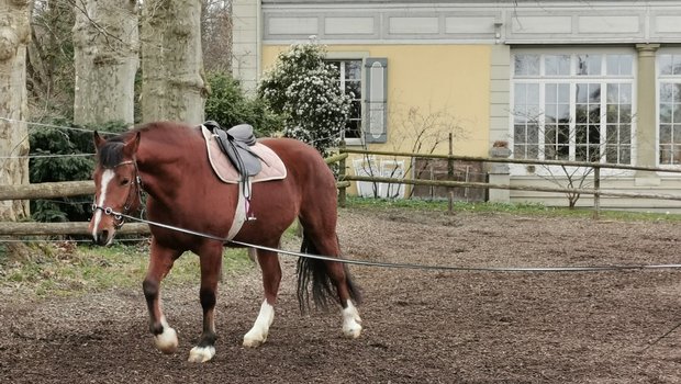 Die Vorbereitung der jungen Pferde auf die Feldtestprüfungen sind am Laufen. Wie diese stattfinden, ist noch nicht klar. (Bild sb)