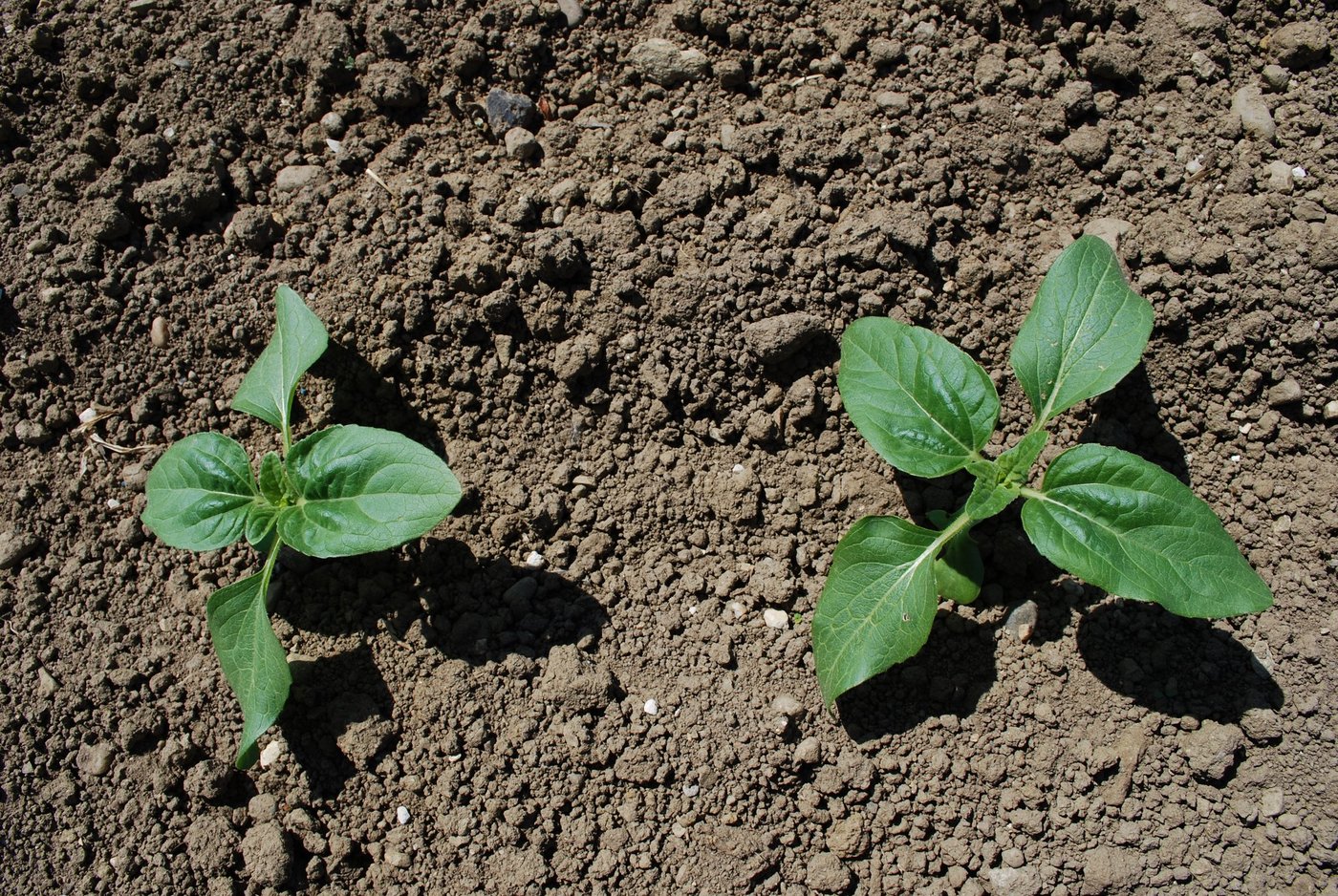 Der richtige Zeitpunkt für die mechanische Unkrautbehandlung in den Sonnenblumen ist erreicht, wenn sie zwei Blattpaare gebildet haben und das dritte Blattpaar ersichtlich ist. (Bild zVg)