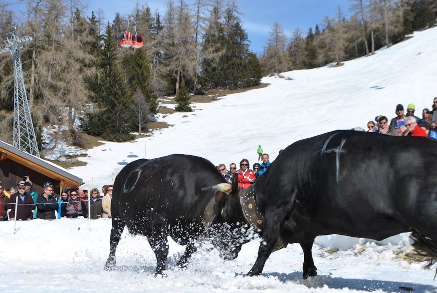Anders als bei anderen Kämpfen treten die Kühe im Duell gegeneinander an. (Bilder zVg)