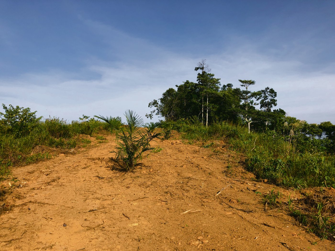Eine Ölpalme auf nacktem Grund in einer indonesischen Anlage jüngeren Datums. 