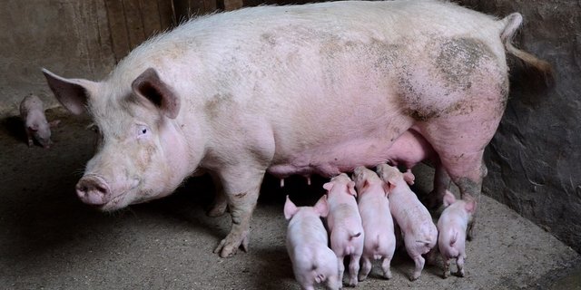 Muttersau mit Ferkeln: Von September 2017 bis Februar 2018 sollen laut dem US-Landwirtschaftsministerium 6,10 Millionen Muttertiere abferkeln. (Symbolbild Pixabay)