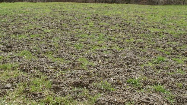 Die Mäuse haben sich die Grünlandflächen in Niedersachsen zu eigen gemacht. (Symbolbild Cornel Stutz/Agroscope)