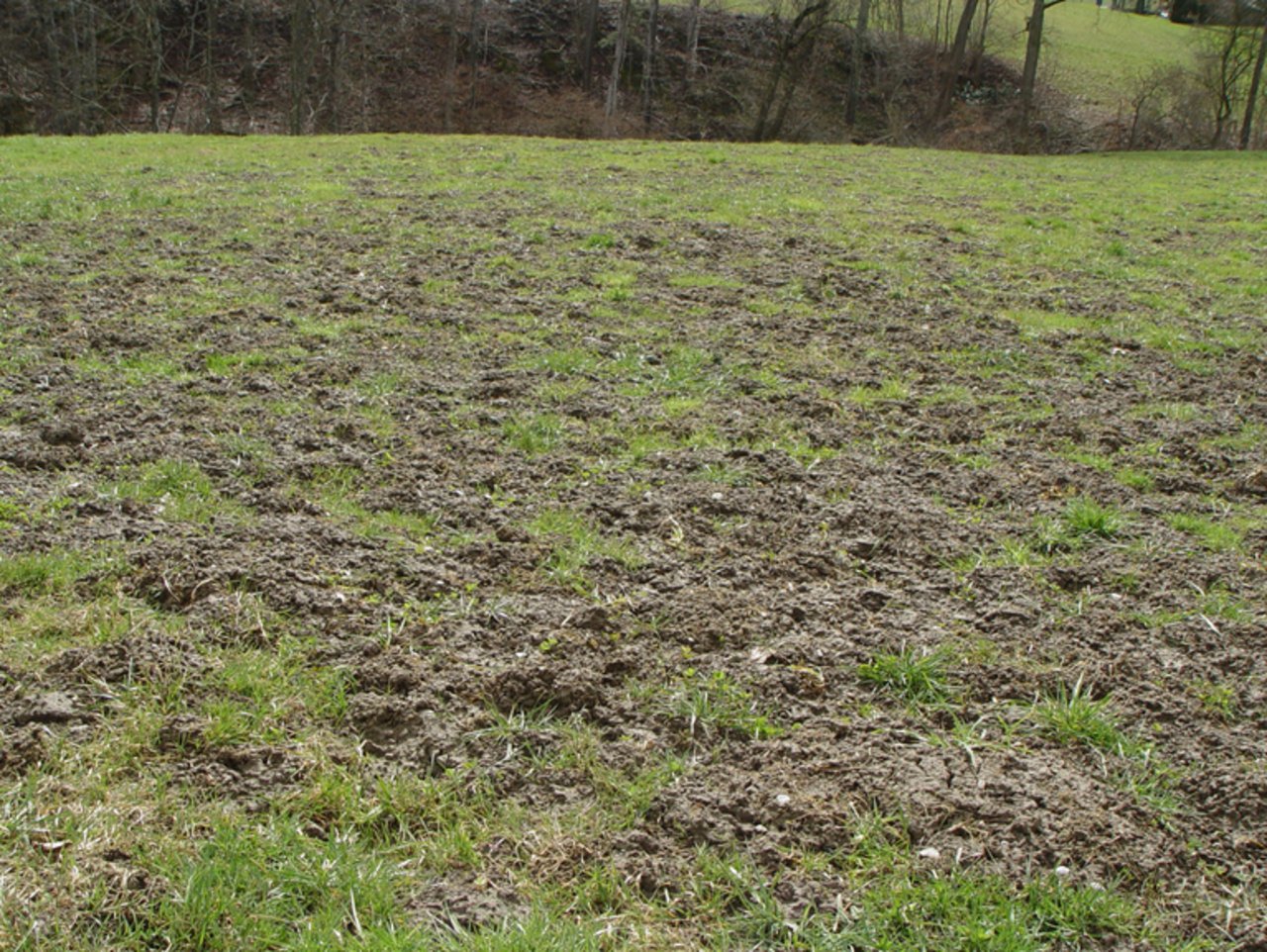 Die Mäuse haben sich die Grünlandflächen in Niedersachsen zu eigen gemacht. (Symbolbild Cornel Stutz/Agroscope)