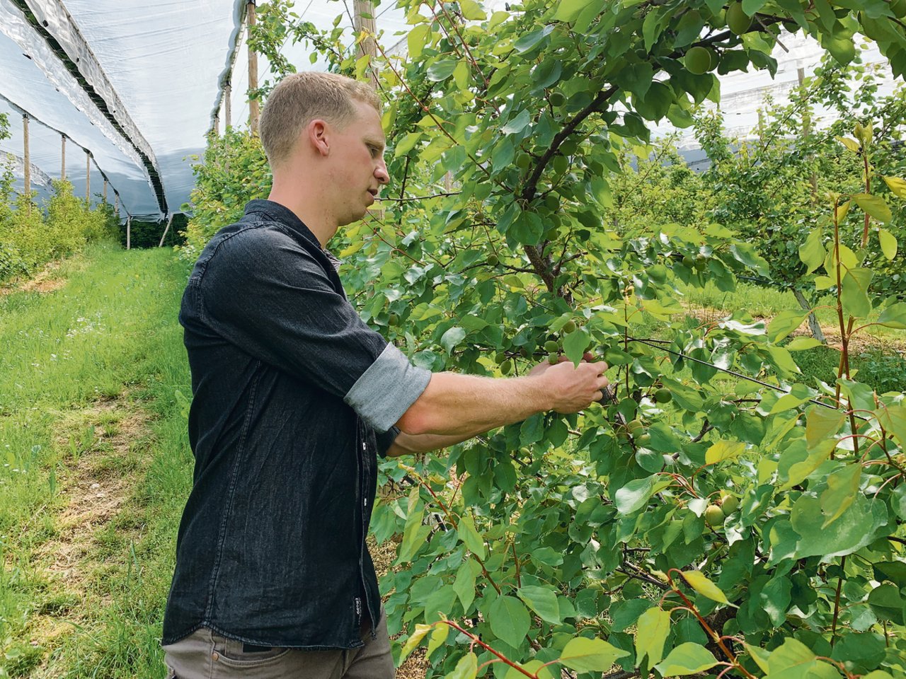 Steinobstspezialist Reto Diener setzt auch auf Aprikosen. Diese böten in der Region noch ein grosses Produktionspotenzial, aber nur in geschütztem Anbau unter Folien. (Bilder Josef Scherer)