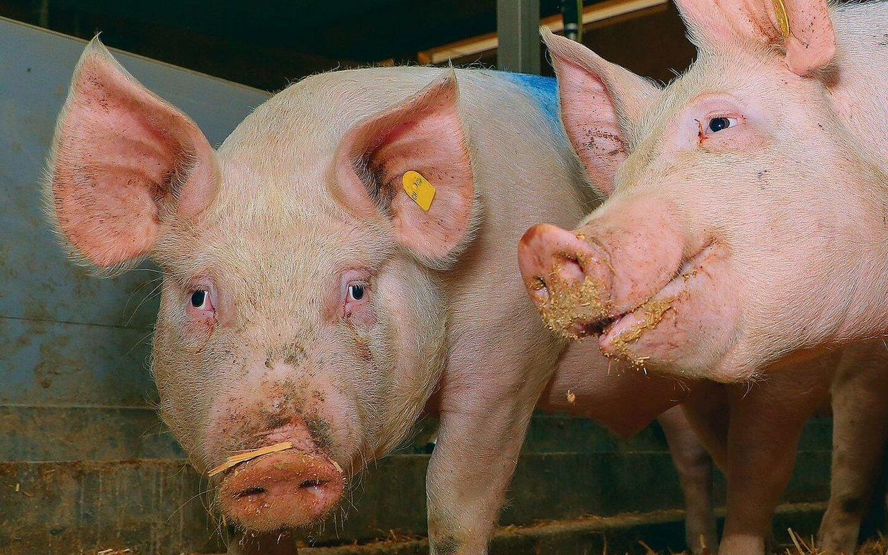 Schweine werden in der Schweiz grösstenteils mit CO2 betäubt, bevor sie geschlachtet werden.