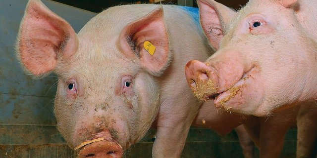 Schweine werden in der Schweiz grösstenteils mit CO2 betäubt, bevor sie geschlachtet werden.