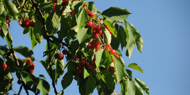 Ein Grossteil der diesjährigen Kirschenernte wurde durch den Frost im April zerstört. (Bild BauZ)