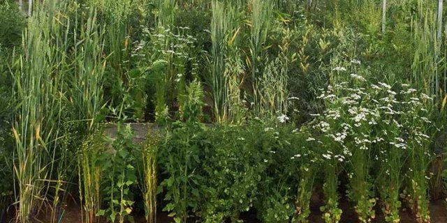 Mischkulturen profitieren vom Biodiversitätseffekt: Diverse Ökosysteme können ihre Funktionen besser erfüllen, Ressourcen besser nutzen und haben in der Regel eine bessere Schädlingskontrolle. (Bild C. Schöb, Crop Diversity Experiment/ETH Zürich)