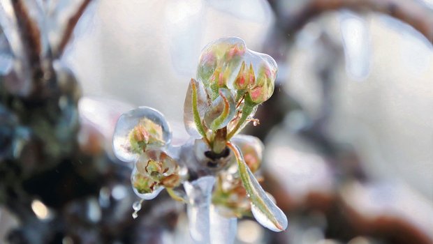 Nach der Frostbewässerung bildet sich um die Blüten, Knospen und Äste ein Eispanzer, der vor Kälte schützt. (Bild Roland Müller)