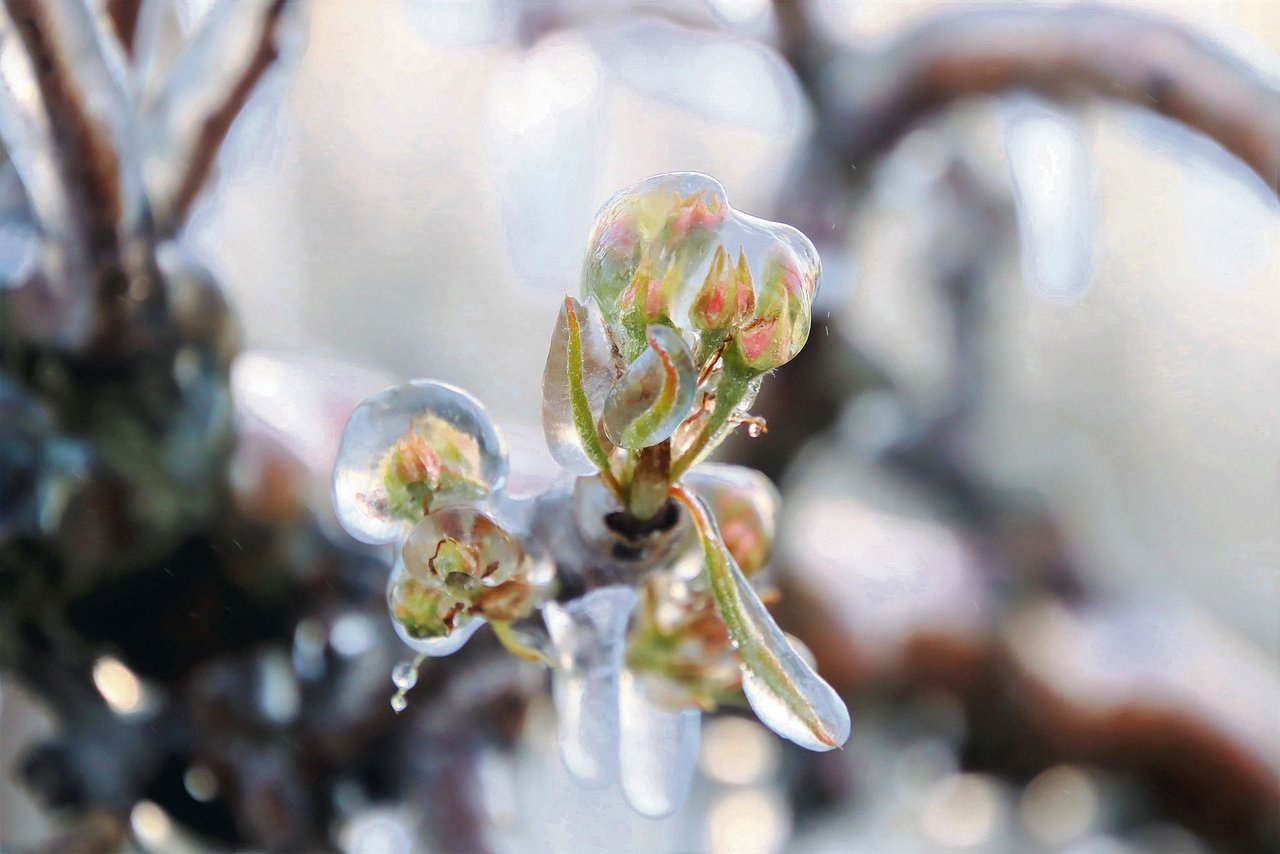 Nach der Frostbewässerung bildet sich um die Blüten, Knospen und Äste ein Eispanzer, der vor Kälte schützt. (Bild Roland Müller)