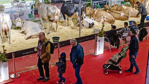 Besucher der Swiss Expo 2020 spazieren in der Palexpo in Genf an den Kühen vorbei. Messen wie diese sind auch ein Schaufenster für die Schweizer Landwirtschaft. (Bild Keystone)