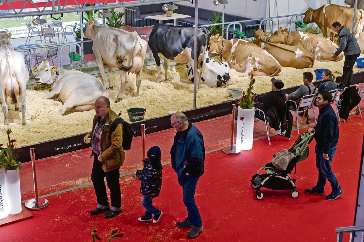 Besucher der Swiss Expo 2020 spazieren in der Palexpo in Genf an den Kühen vorbei. Messen wie diese sind auch ein Schaufenster für die Schweizer Landwirtschaft. (Bild Keystone)
