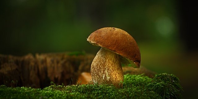 Geht es nach den Grünen Luzern, kann man in Zukunft im Kanton an allen Tagen des Monats pilzeln – aber nicht überall und nicht mehr als zwei Kilo pro Person und Tag. (Bild Pixabay)