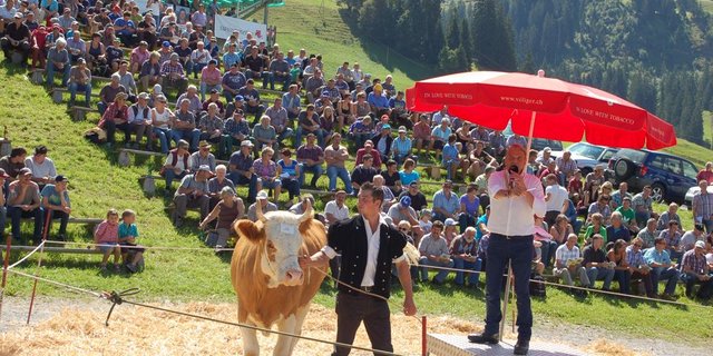 Milchkühe sind zurzeit knapp und teurer als 2014. (Bild dj)