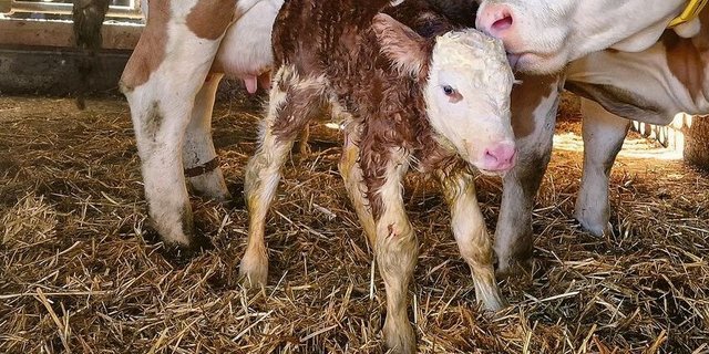 Immer wieder werden in der Schweiz permanent mit BVD infizierte (PI)-Tiere geboren. Sie spielen eine entscheidende Rolle in der Verbreitung der Seuche. 