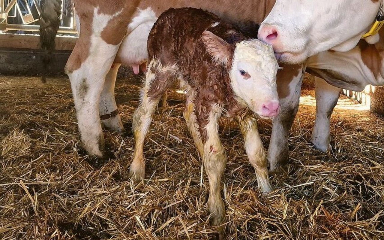 Immer wieder werden in der Schweiz permanent mit BVD infizierte (PI)-Tiere geboren. Sie spielen eine entscheidende Rolle in der Verbreitung der Seuche. 