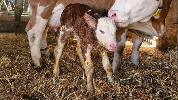 Immer wieder werden Immer wieder werden in der Schweiz permanent mit BVD infizierte (PI)-Tiere geboren. Sie spielen eine entscheidende Rolle in der Verbreitung der Seuche.