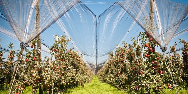 Die wichtigste Spezialkultur im Thurgau ist nach wie vor der Apfel. Der Flächenanteil dieser Kultur  hat sich seit dem Jahr 2000 von rund 60 auf 40 Prozent reduziert. (Bild Fotolia)