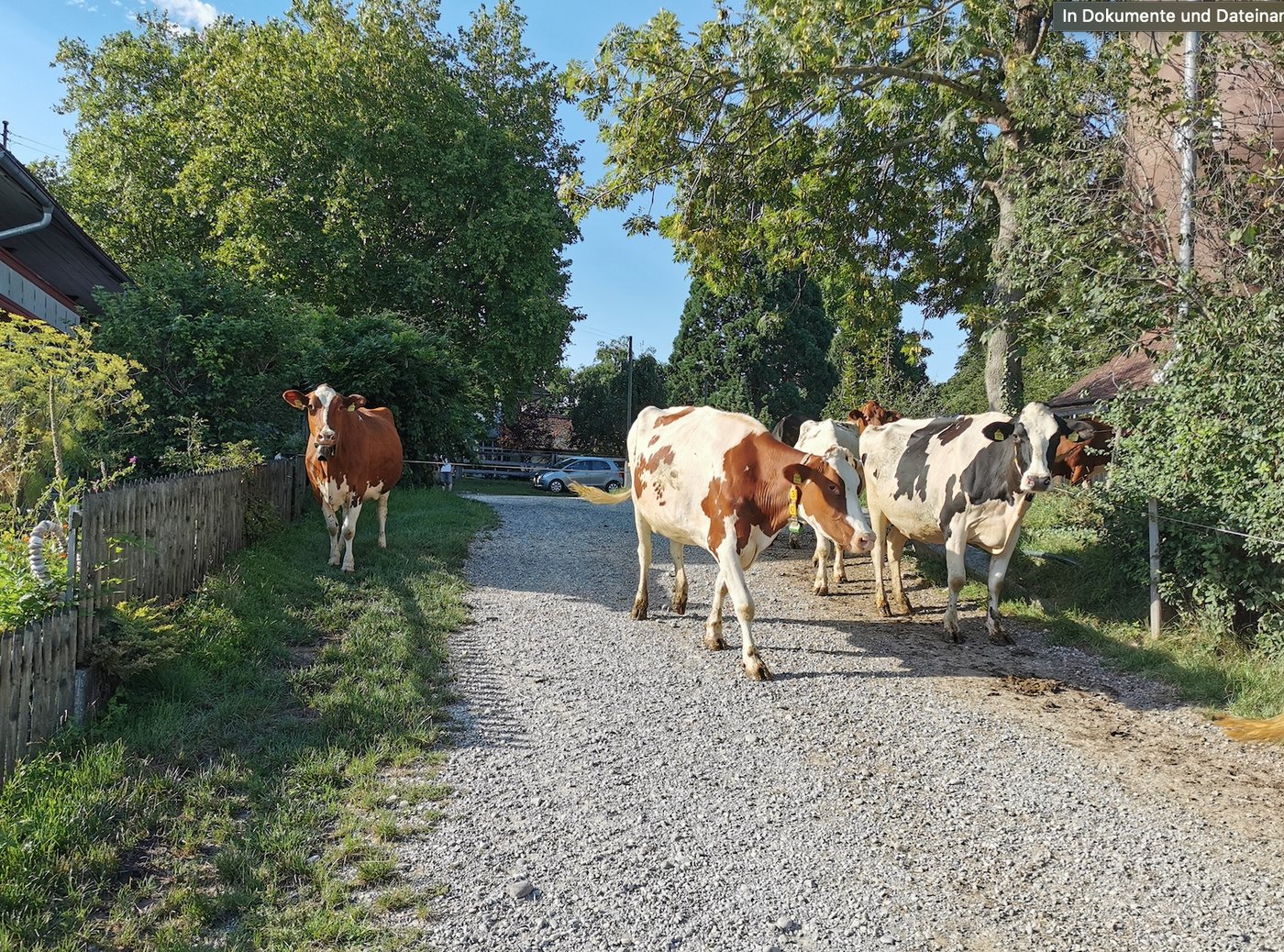 So etwas haben diese Kühe wohl noch nie gesehen. Damit sind sie nicht die einzigen. Denn Vierspänner sind eher selten unterwegs. (Bild sb)