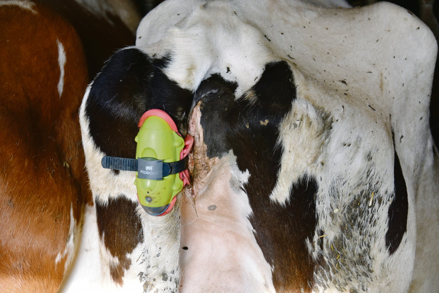 Die Manschette lässt sich per Klippverschluss leicht am Schwanz anbringen und mit einem Knopf an- und ausschalten.