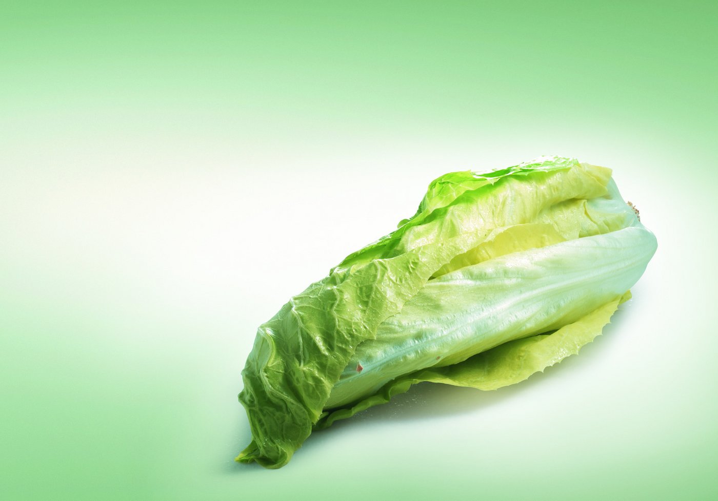 Der Zuckerhut hat eine herb-bittere Note. (Bild: VSGP)