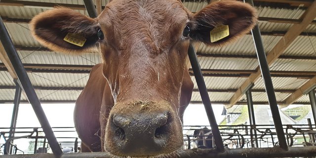 Rasche und verlässliche Informationen zu einer Kuh können die Tiergesundheit steigern. (Symbolbild lid/ji)