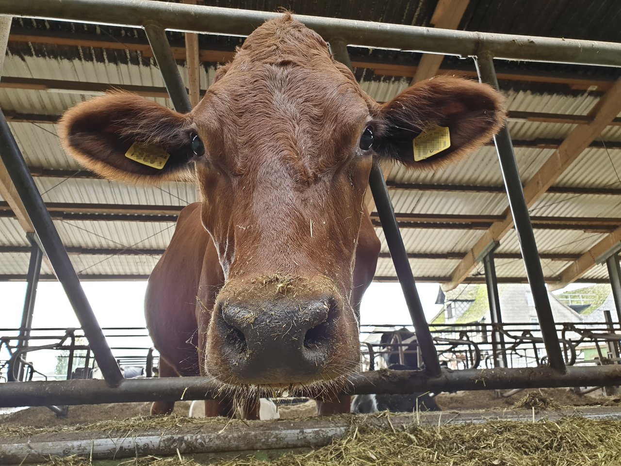 Rasche und verlässliche Informationen zu einer Kuh können die Tiergesundheit steigern. (Symbolbild lid/ji)