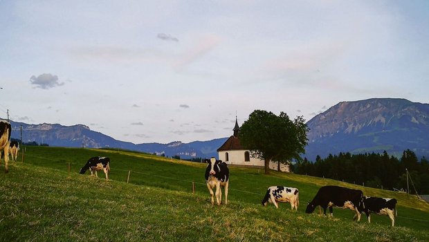 So mögen es die Kühe gerne: ein stress- und fliegenfreier Abendweidegang auf Francesco De Benedettos Lehrbetrieb.