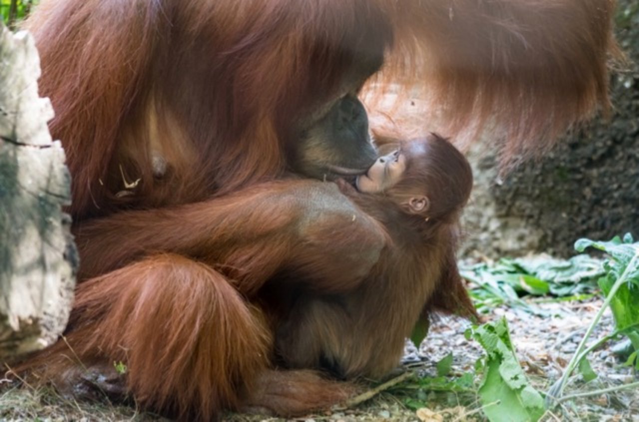 Ein Müntschi für Padma: Mutter Maia mit ihrer kleinen Tochter. (Bild Zoo Basel)