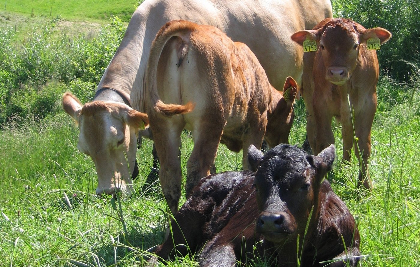 Mutterkuh mit Kälbern auf der Weide. (Symbolbild Mutterkuh Schweiz)