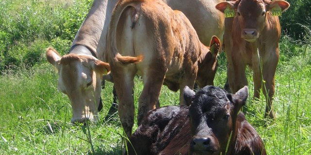 Mutterkuh mit Kälbern auf der Weide. (Symbolbild Mutterkuh Schweiz)