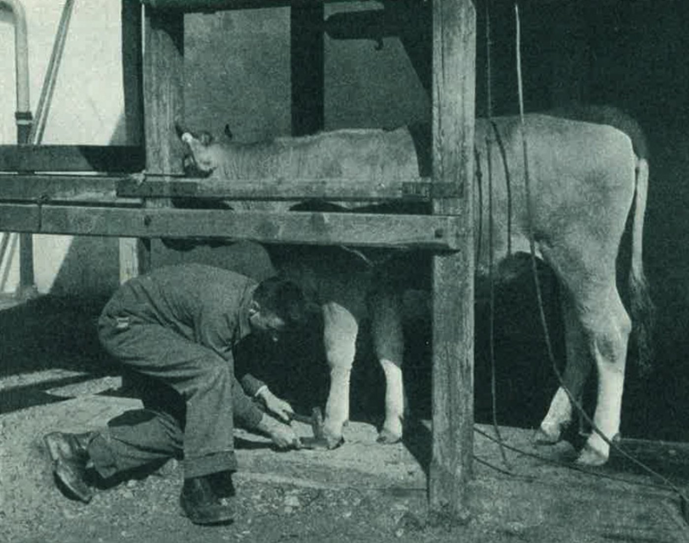 Dieser Schüler übt in der landwirtschaftlichen Winterschule am Plantahof die Klauenpflege. 