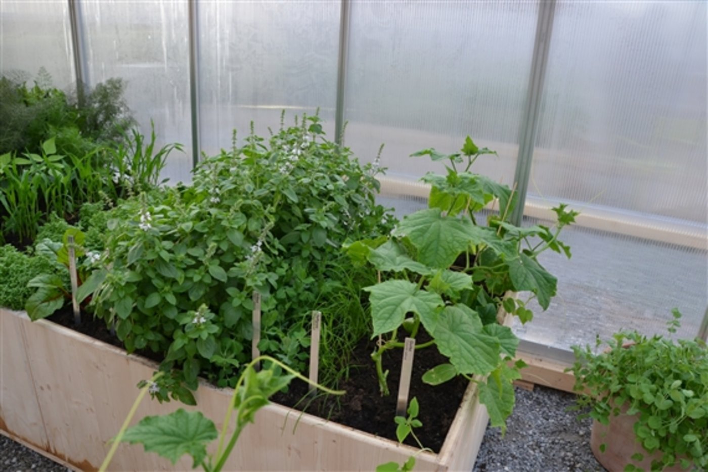 Die Besucher sind eingeladen, mehrmals in die Gewächshäuser zu schauen. So kann man Unterschiede beobachten. 