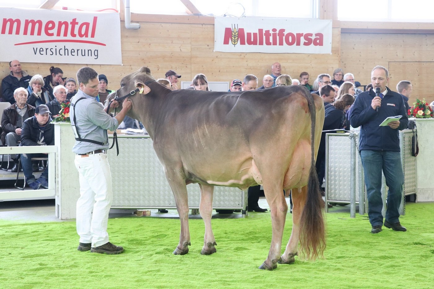 Miss Genetik beim Braunvieh wurde Felders BS Alino Ashley von Bruno Studhalter.