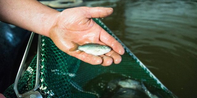 Der Weg zum eigenen Fisch ist lang und die Erfolgsaussichten am Markt eher klein, schildert Fenaco. (Bild BauZ)