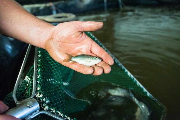 Der Weg zum eigenen Fisch ist lang und die Erfolgsaussichten am Markt eher klein, schildert Fenaco. (Bild BauZ)