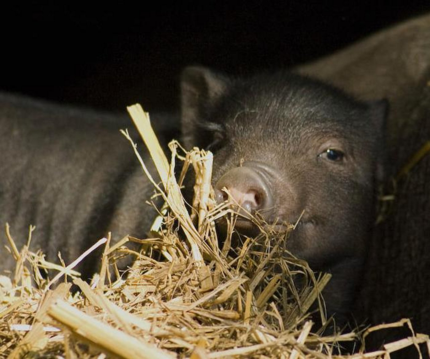 Mini Pig Willi ist einsam. (Bild Facebook Tierhilfe Schweiz)