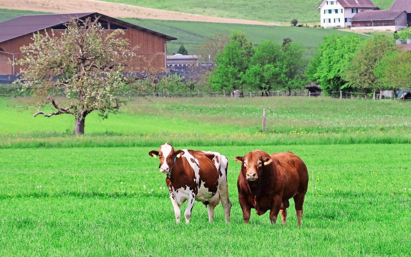 «Der Landwirt darf nicht zum Nebenbuhler werden»: Ein wichtiger Grundsatz für Franz Burri im Umgang mit Stieren. Laut ihm ist dies der Grund für viele Unfälle.  