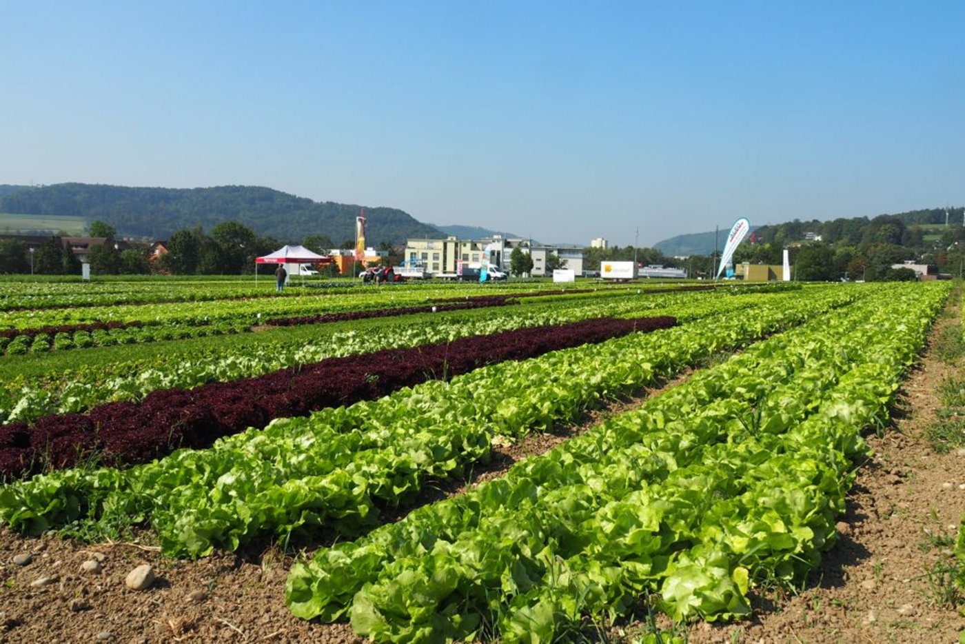  Auf diesem Versuchsfeld präsentierten die Organisatoren des Salattages die gängigen Sorten und Sorten, die neu auf den Markt kommen. (Bild BauZ)