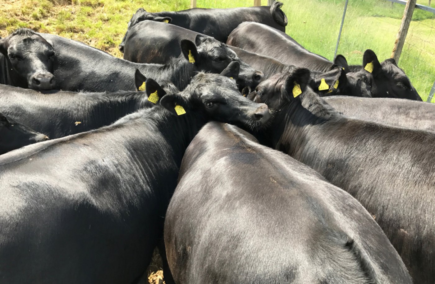 Eine Angus-Herde steht eng zusammen, um sich so gegen Insekten zu wehren. (Bild Adrian Krebs)