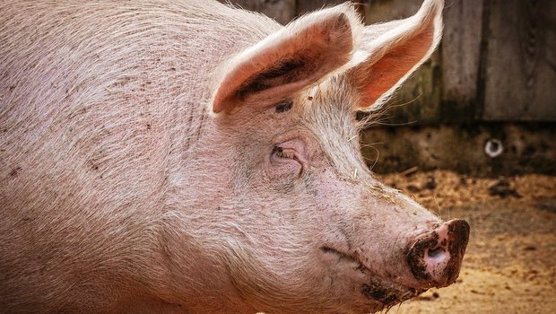 Die Afrikanische Schweinepest endet bei Schweinen in den meisten Fällen tödlich. (Bild suju-foto / Pixabay)