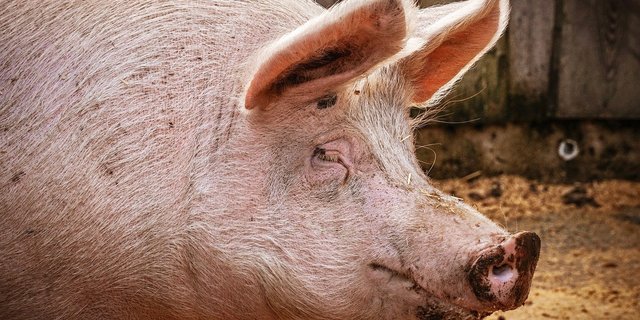 Die Afrikanische Schweinepest endet bei Schweinen in den meisten Fällen tödlich. (Bild suju-foto / Pixabay)