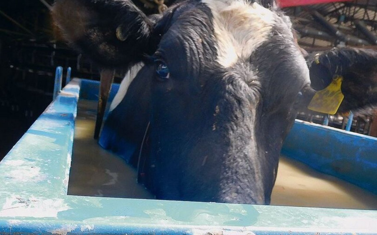 Ein Kuh-Bad hilft kranken Tieren, wieder auf die Beine zu kommen. Dazu muss das Tier sieben bis acht Stunden im Wasser verweilen.