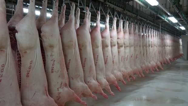 Der aus dem Brexit resultierende Wertverlust des Pfunds dämpft die EU-Schweinefleischexporte. (Bild Josef Kottmann)