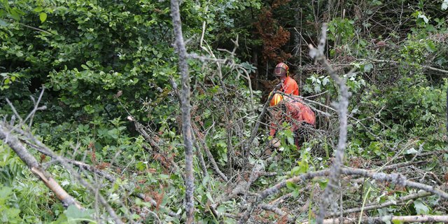 Die Bundesforste planen Investitionen von 100 Millionen Euro bis 2025 um den Wald klimafit zu machen. (Symbolbild/lid ji)