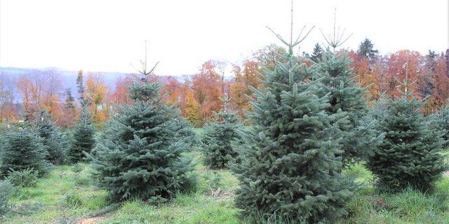 Beim Kauf eines Schweizer Tannenbaums bleibe die Wertschöpfung im Land, sagt der Geschäftsführer der IG Suisse Christbaum, Philipp Gut. (Bild mg/lid)