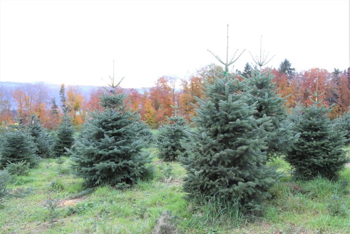Beim Kauf eines Schweizer Tannenbaums bleibe die Wertschöpfung im Land, sagt der Geschäftsführer der IG Suisse Christbaum, Philipp Gut. (Bild mg/lid)